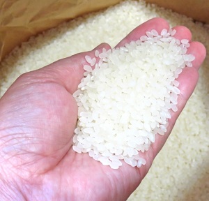お米の虫はどこから入る？原因とおすすめの虫除け対策！